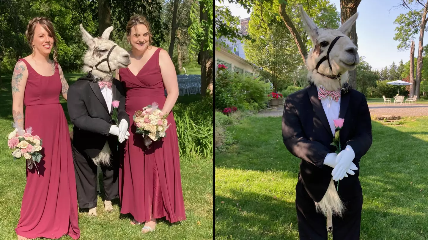 People are losing it at Llama dressed up as groomsman