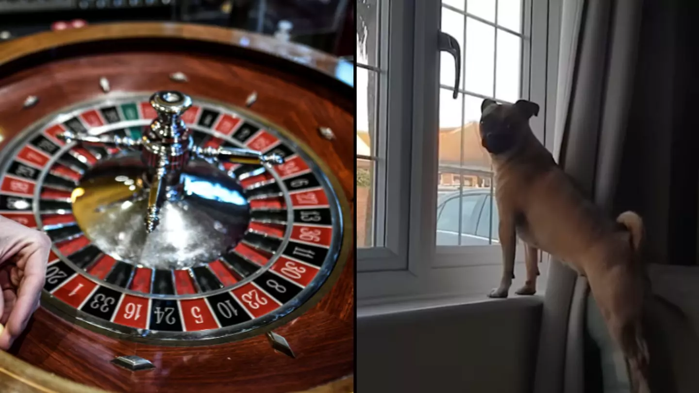 Man lets his dog pick which numbers to play on roulette and ends up winning big