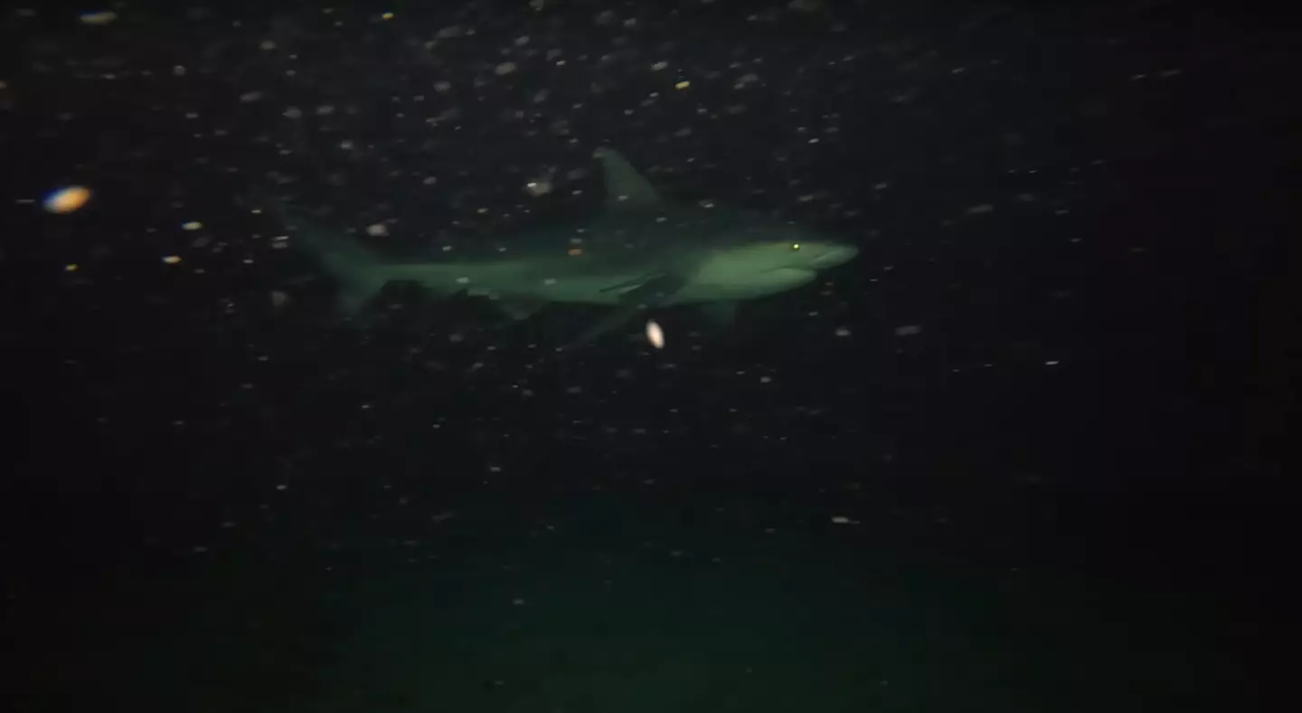 A shark could be spotted emerging from the darkness. (YouTube/Odysseas Froilan)