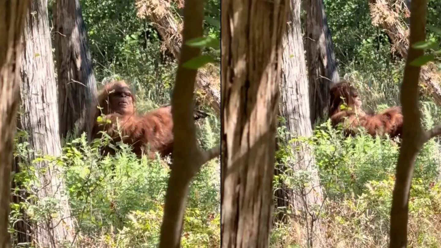 'Bigfoot' spotted in 'best footage to date' in 'scariest moment' of TikToker's life