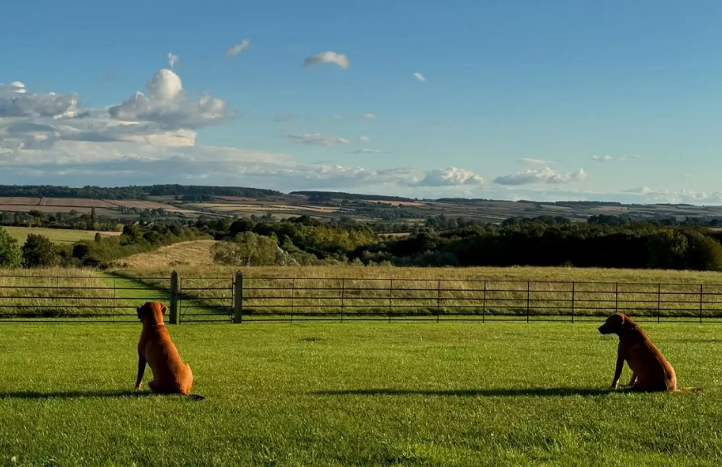 Jeremy Clarkson's dogs, Arya and Sansa (Instagram/@jeremyclarkson1)