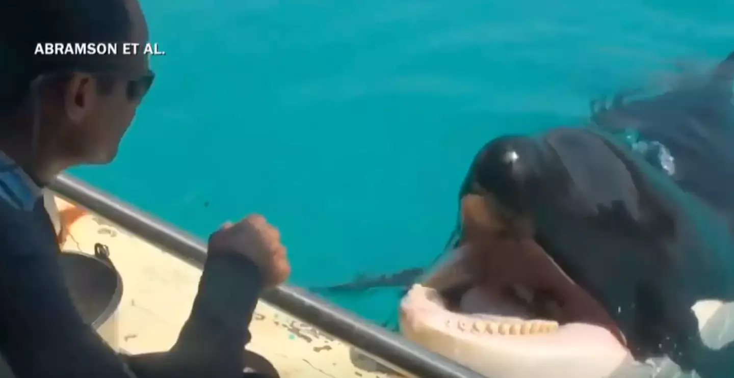 If an orca could speak, what would they say? (Abramson et. al/CBS News)