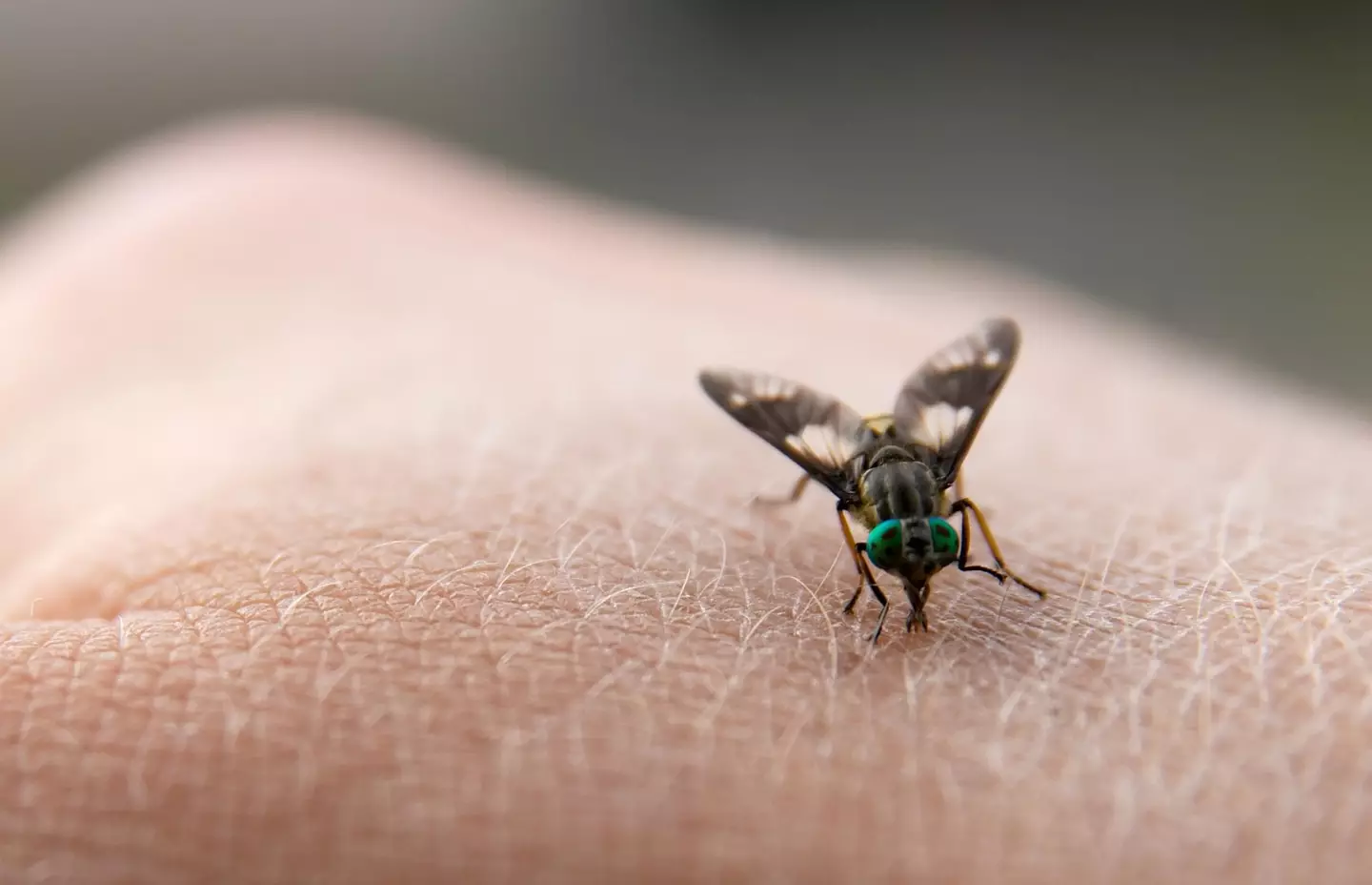 A horsefly bite can become infected, so avoid them if possible and if you do get bit disinfect the wound before using an ice pack.