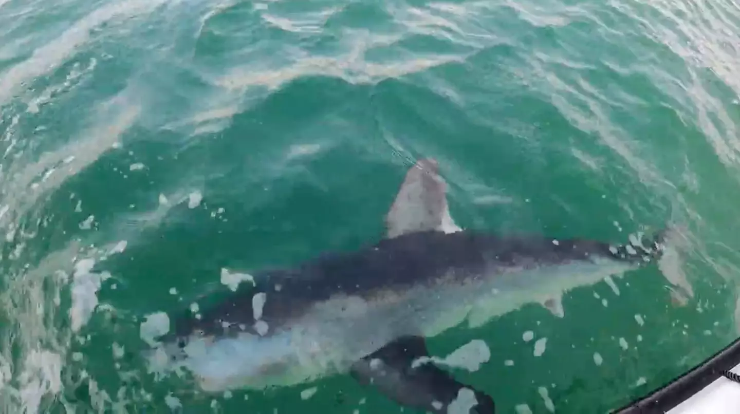 A man fishing off the Isle of Wight hooked a miniature megalodon.