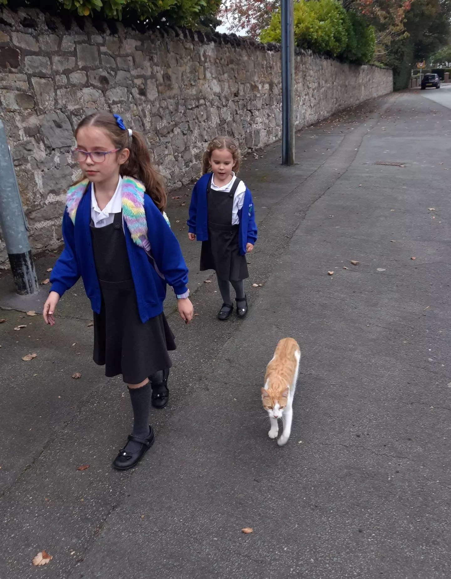 Ziggy’s owner was dumbfounded when her kids came home with the new school photos, only to reveal Ziggy had stolen the show.