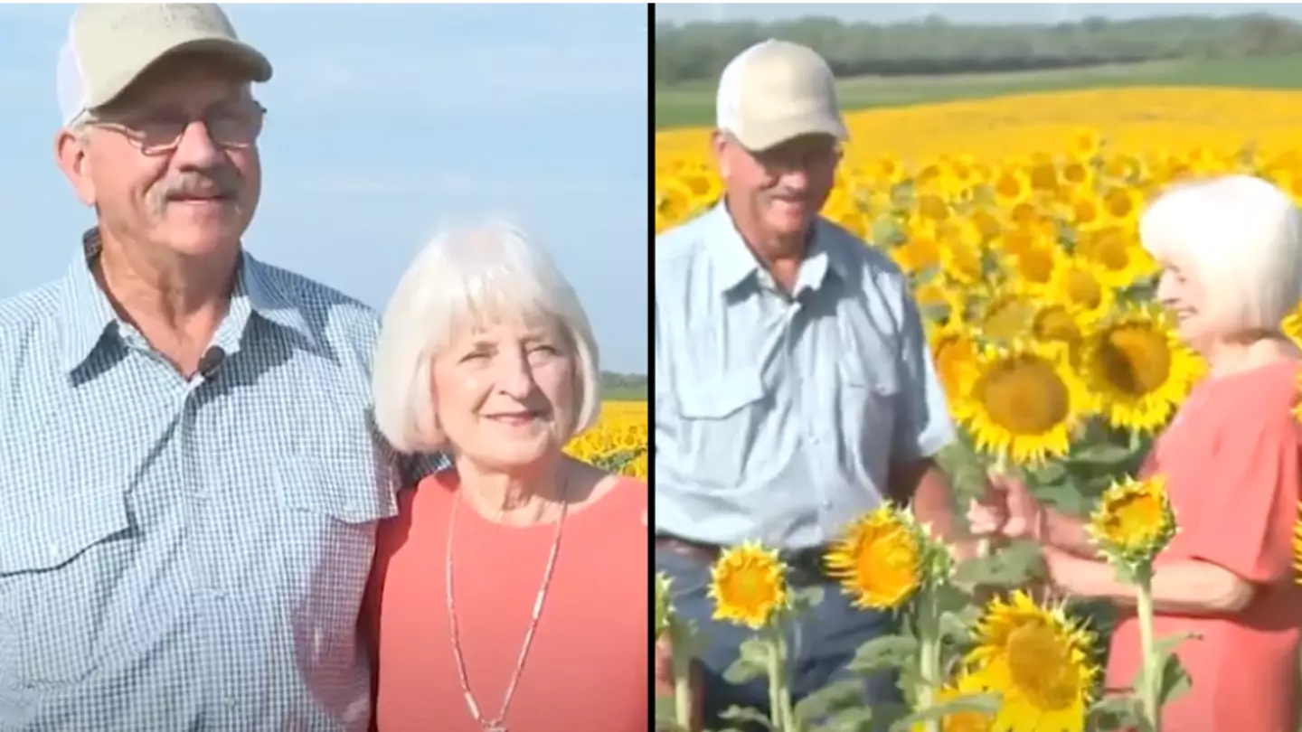 Farmer surprises his wife by planting more than a million sunflowers for their 50th wedding anniversary