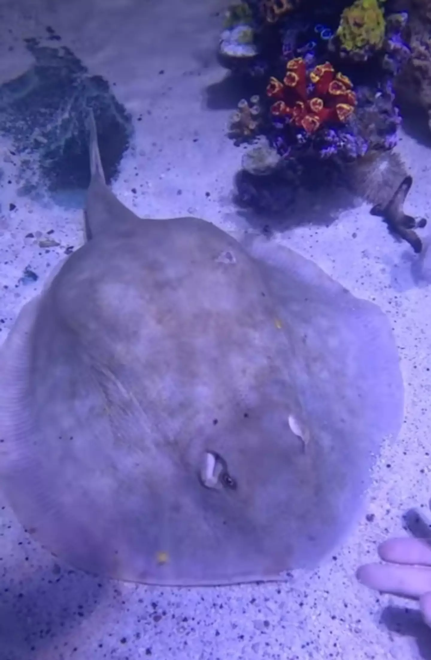 Charlotte still hasn't birthed her pups (Instagram/@teamecco)