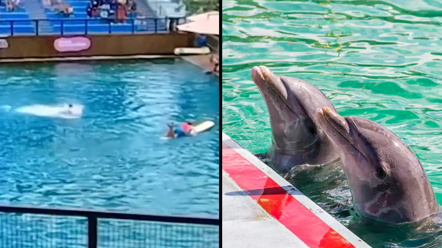 Horrifying Moment Dolphin Turns On Trainer And Drags Them Underwater At Seaqaurium