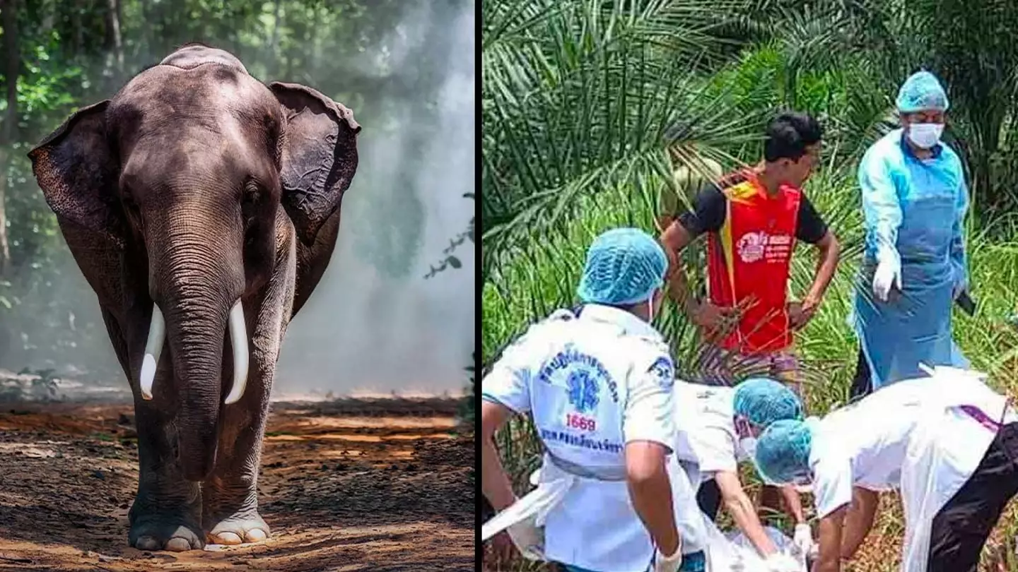 Elephant stabs handler with tusks then rips them in half after being given heavy workload in extreme heat