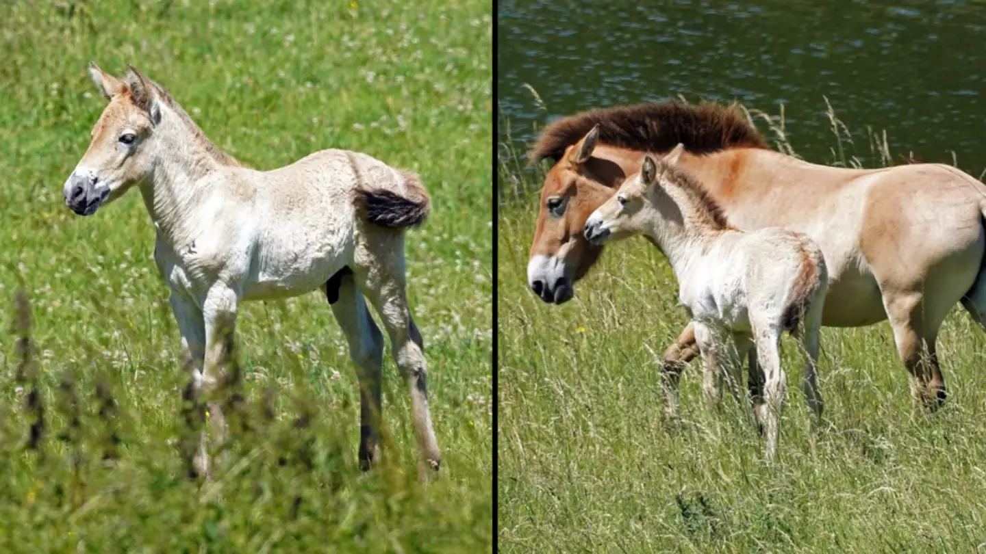 Zoo Celebrates Birth Of Rare Endangered Horse That Went Extinct In The Wild For Almost 40 Years
