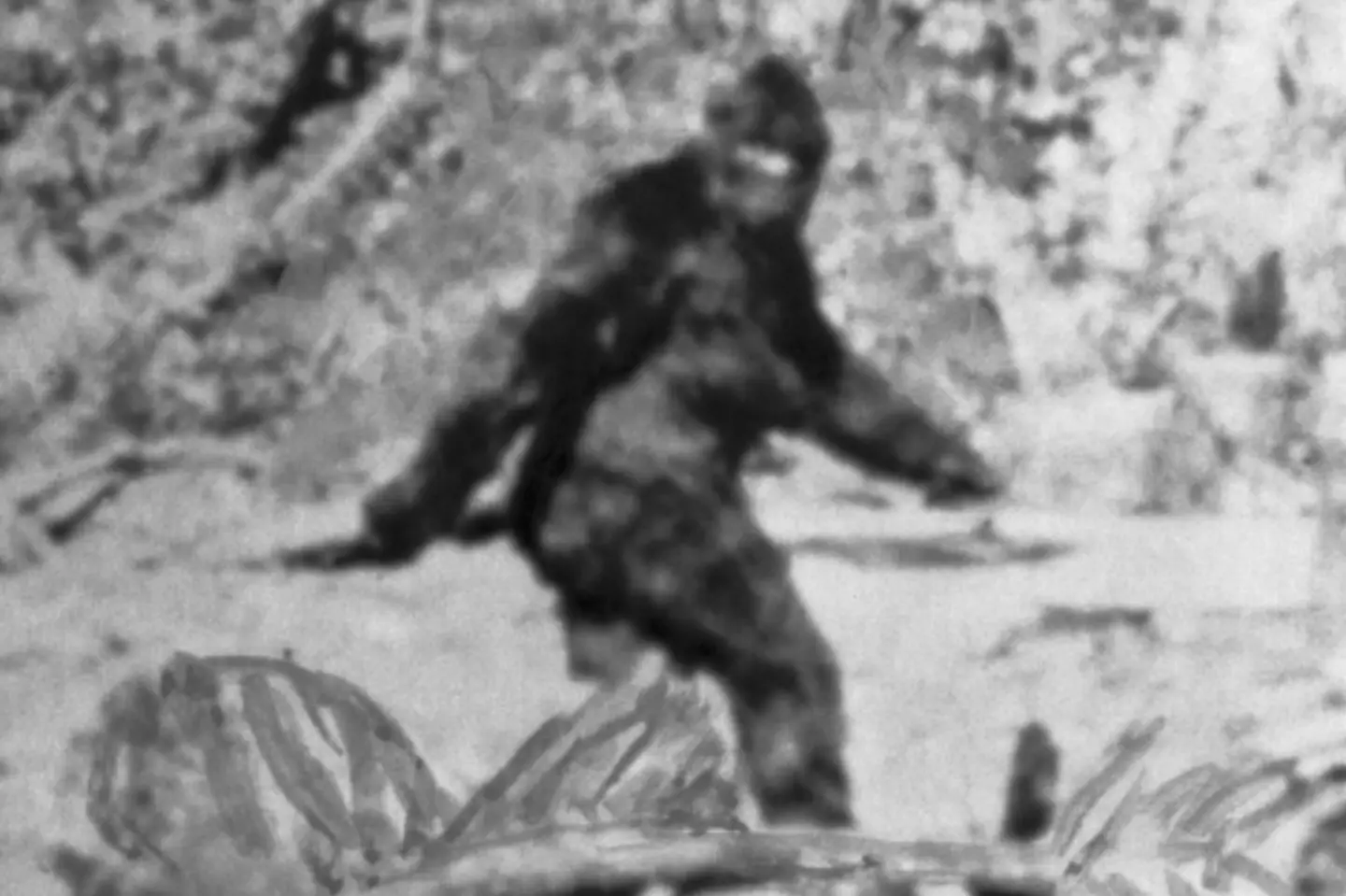 Bigfoot 'sightings' have occurred a number of times over the years.