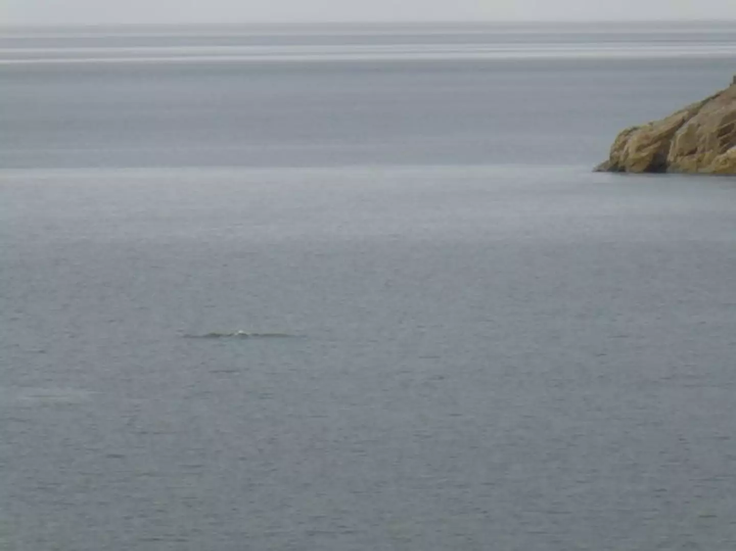 Experts believe it is most likely a dolphin.