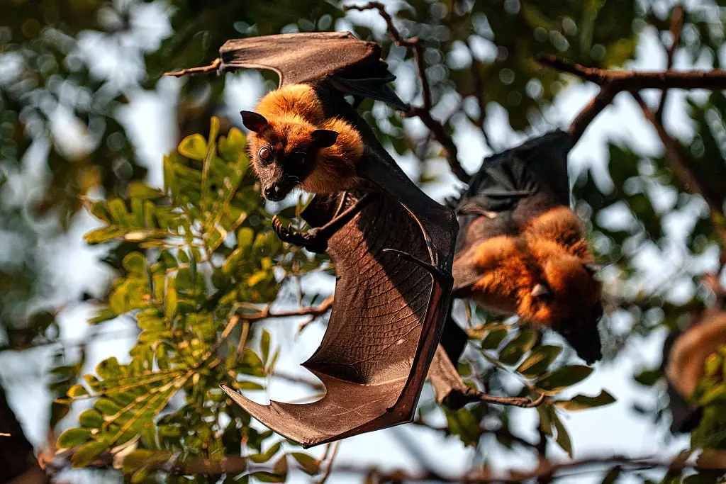 Fruit bats, in particular, are natural hosts, with pigs acting as intermediate hosts (Arnun Chonmahatrakool/Thai News Pix/LightRocket via Getty Images)