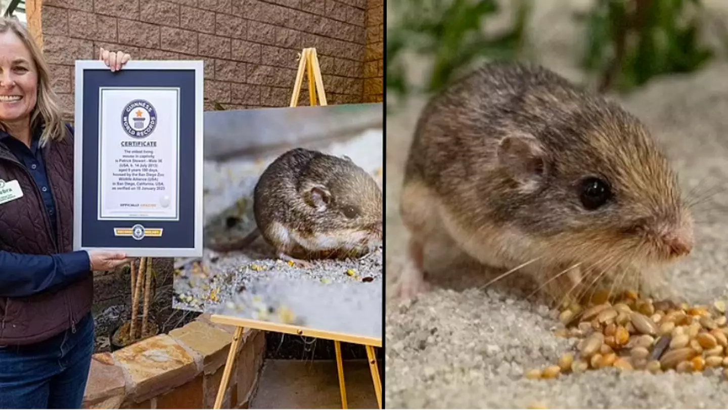 ‘Sir Patrick Stewart’ wins Guinness World Record for being the oldest living mouse