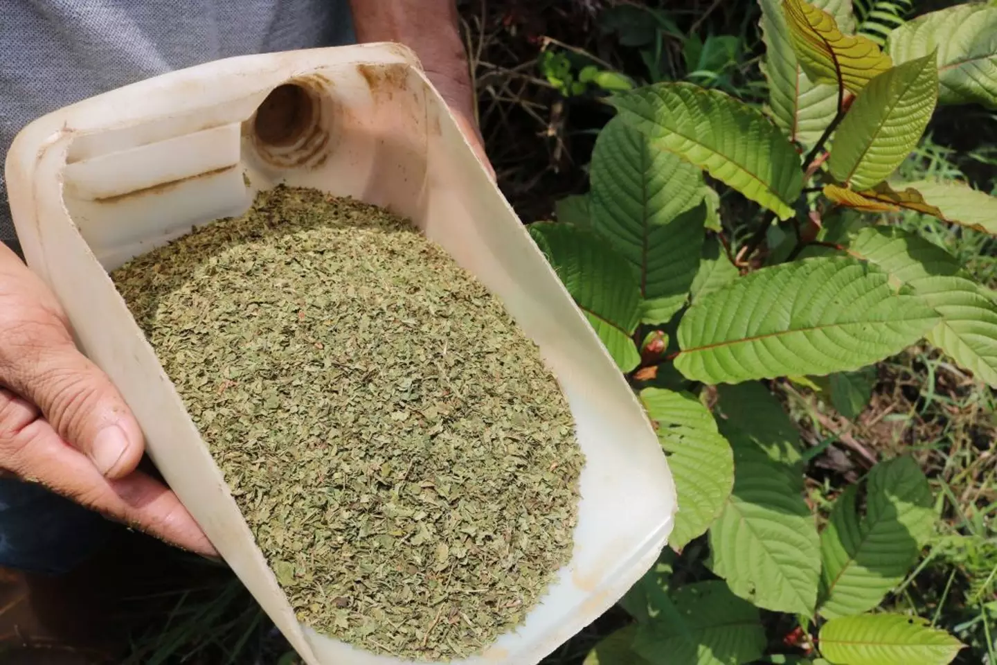 Kratom has been marketed as a 'natural' stimulant that reduces pain (LOUIS ANDERSON/AFP via Getty Images)