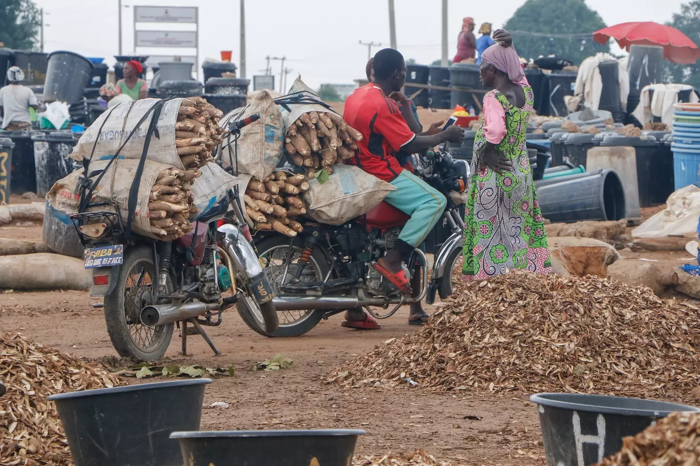Cassava is a staple food for 500 million people, but parts of the plant are toxic (Emmanuel Osodi/Anadolu via Getty Images)