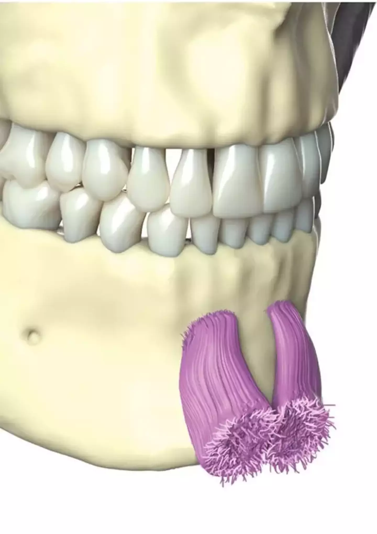 This is the mentalis muscle which causes chin dimples. Pretty freaky, right?