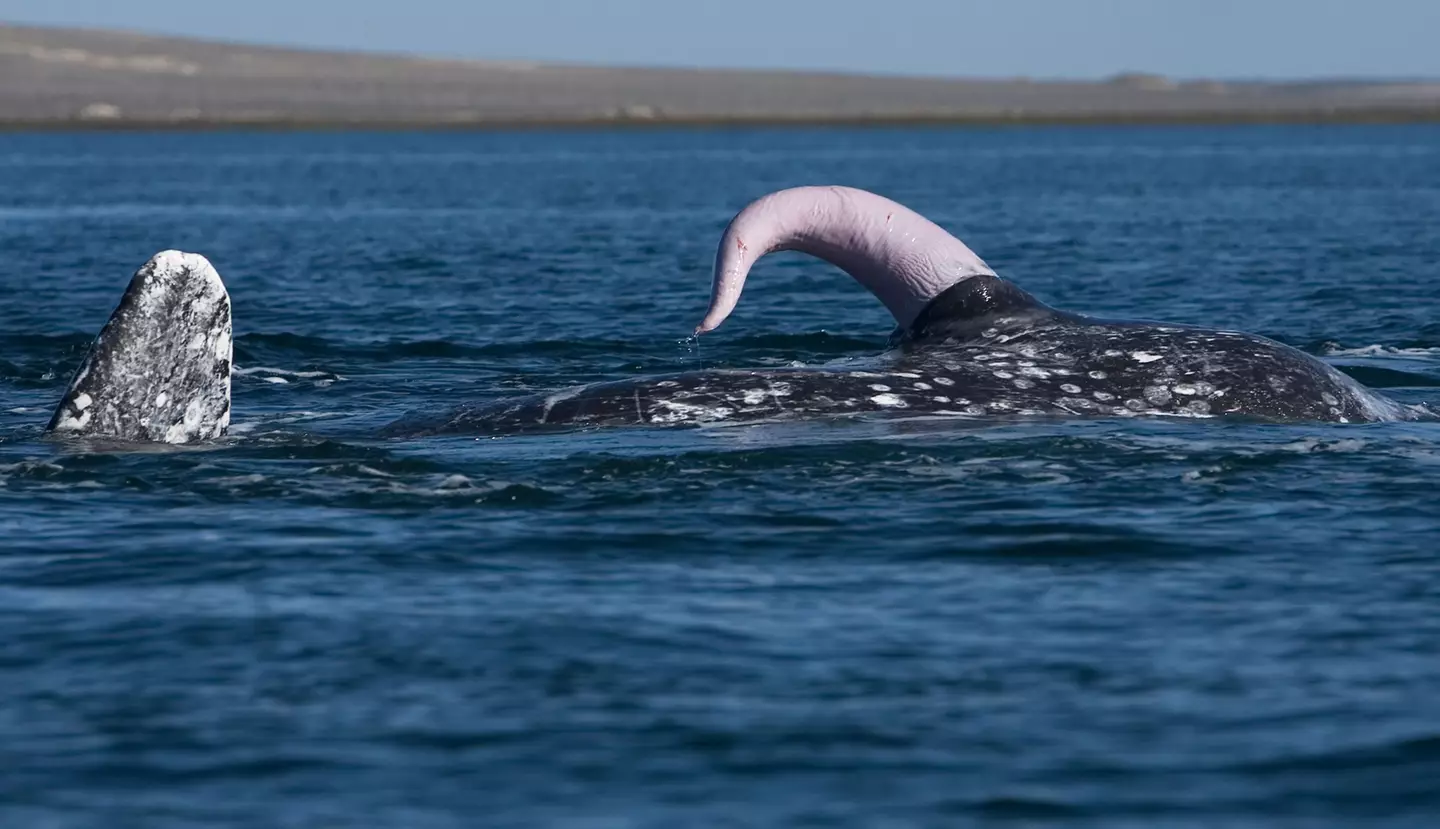 Here's a picture of a whale's willy. You're welcome.