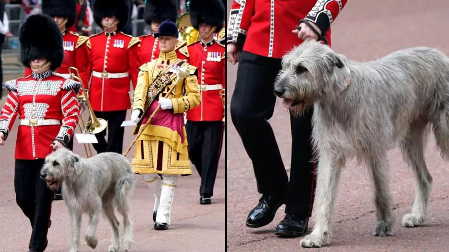 Important Reason Seamus The Dog Joined Guards At Front Of Trooping The Colour