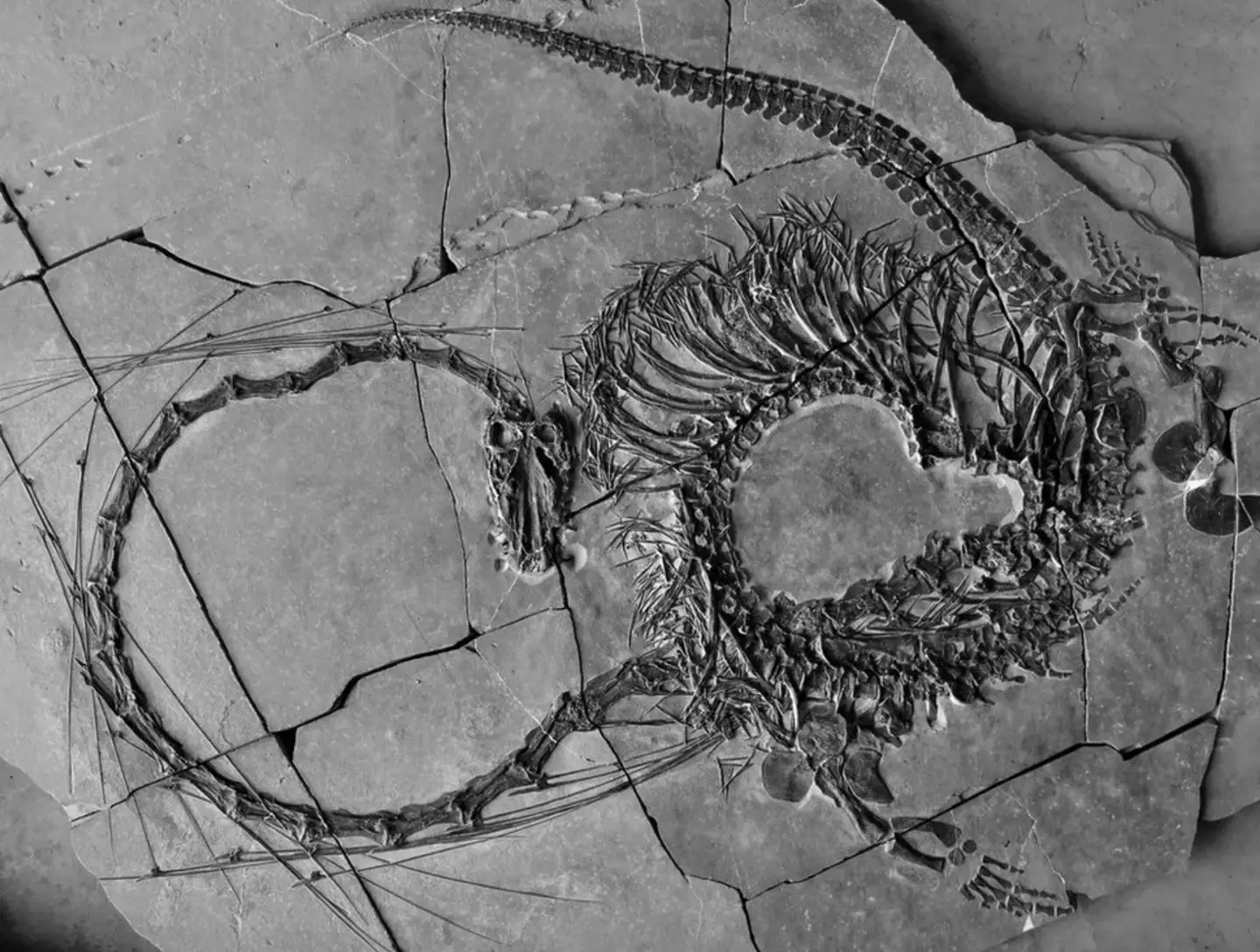 The complete fossil of the Dinocephalosaurus orientalis has been found in China, giving scientists a first look into the anatomy of the beast.