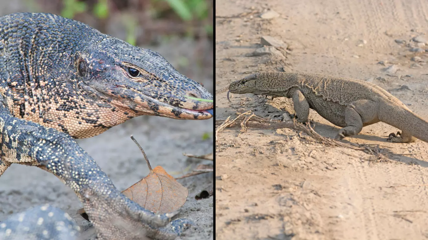 Four Men Have Been Accused Of Gang-Raping, Killing, Cooking And Eating A Lizard