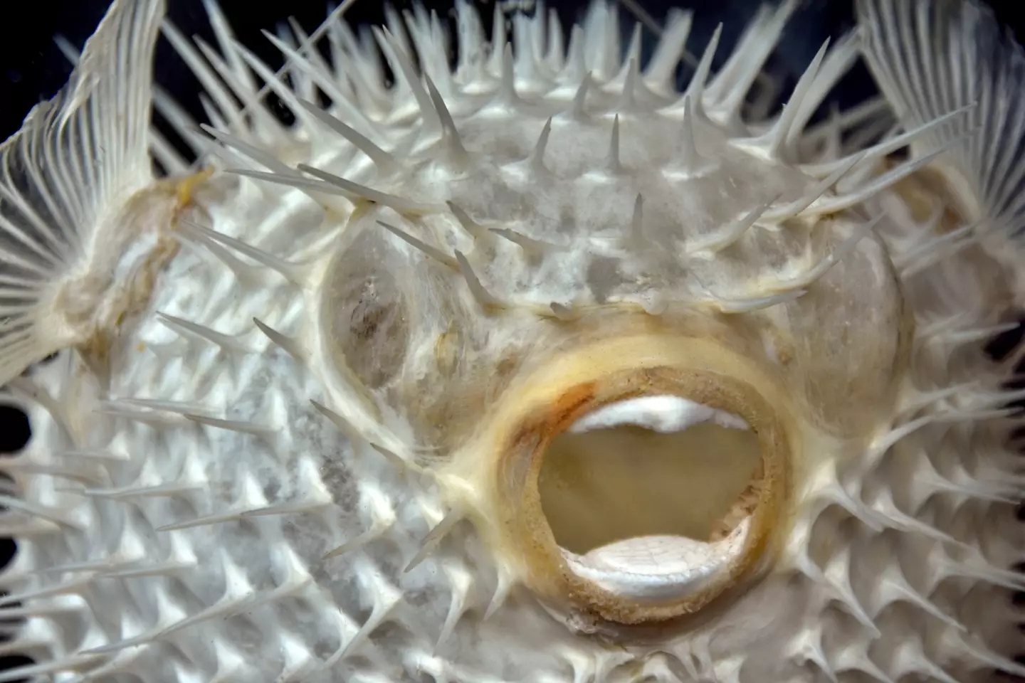 Fugu contains tetrodotoxin which is said to be 10,000 times more poisonous than cyanide.
