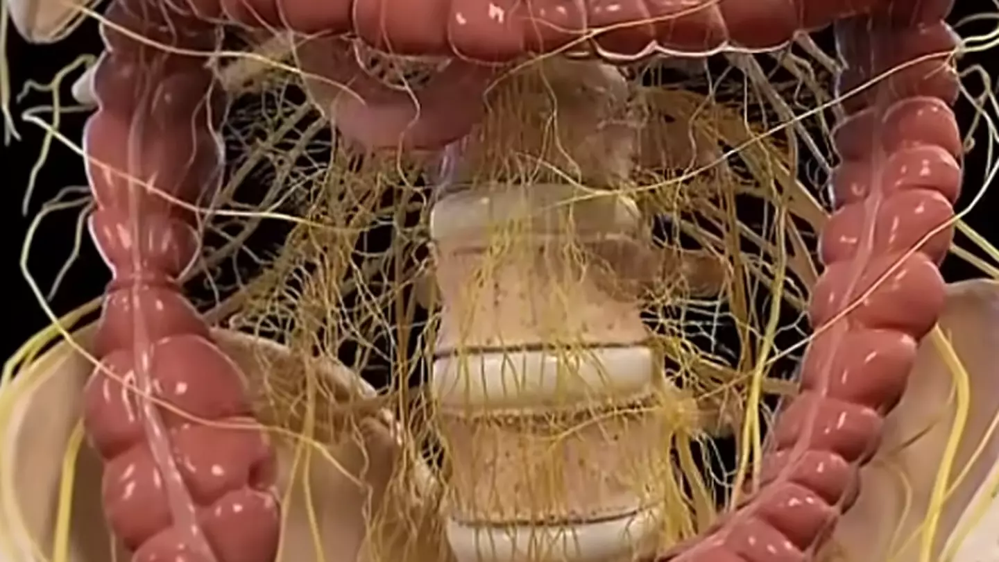 YouTube/@FreshHealth_Facts