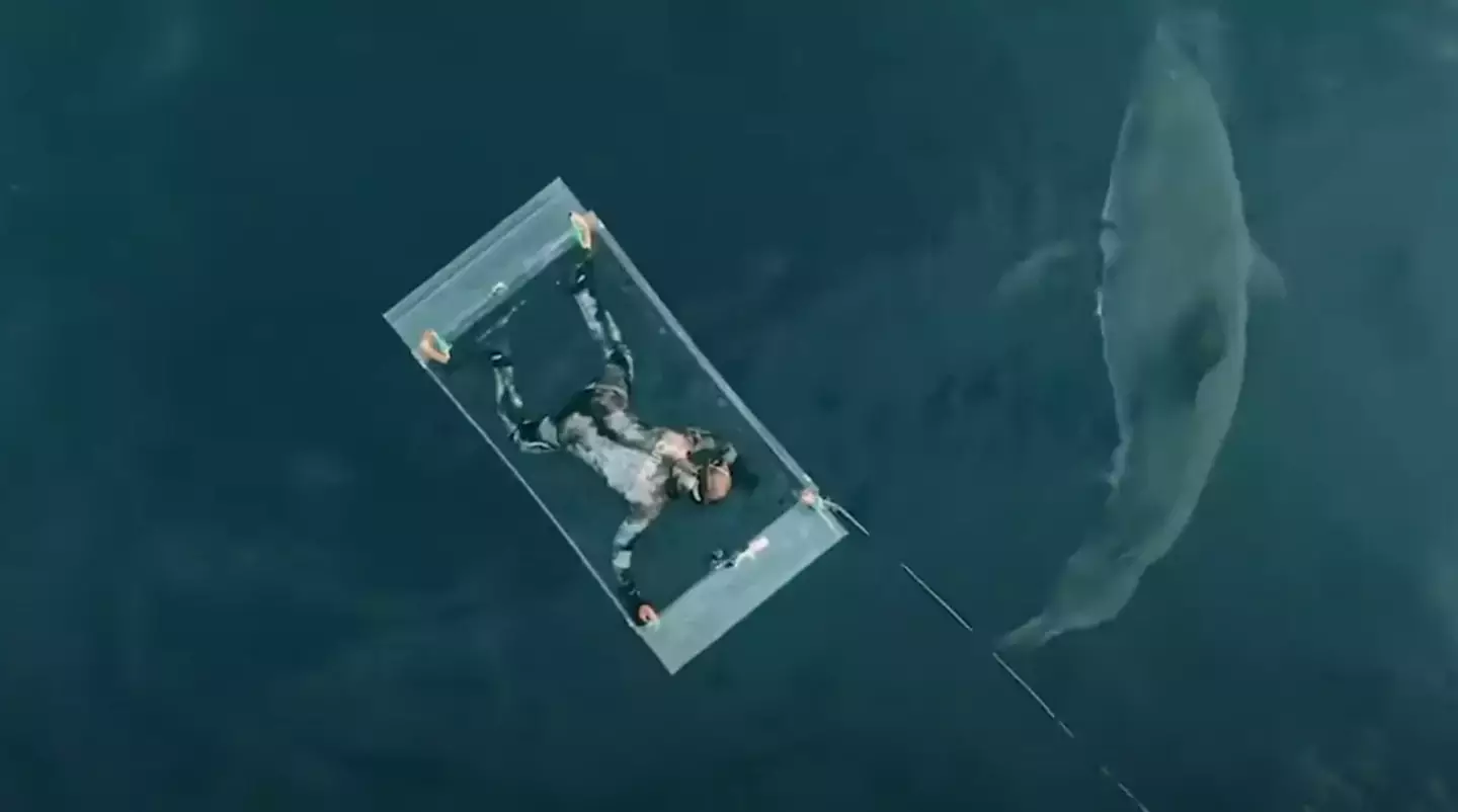Partington wanted to examine whether great whites would be more aggressive further out to sea. (Discovery Channel)