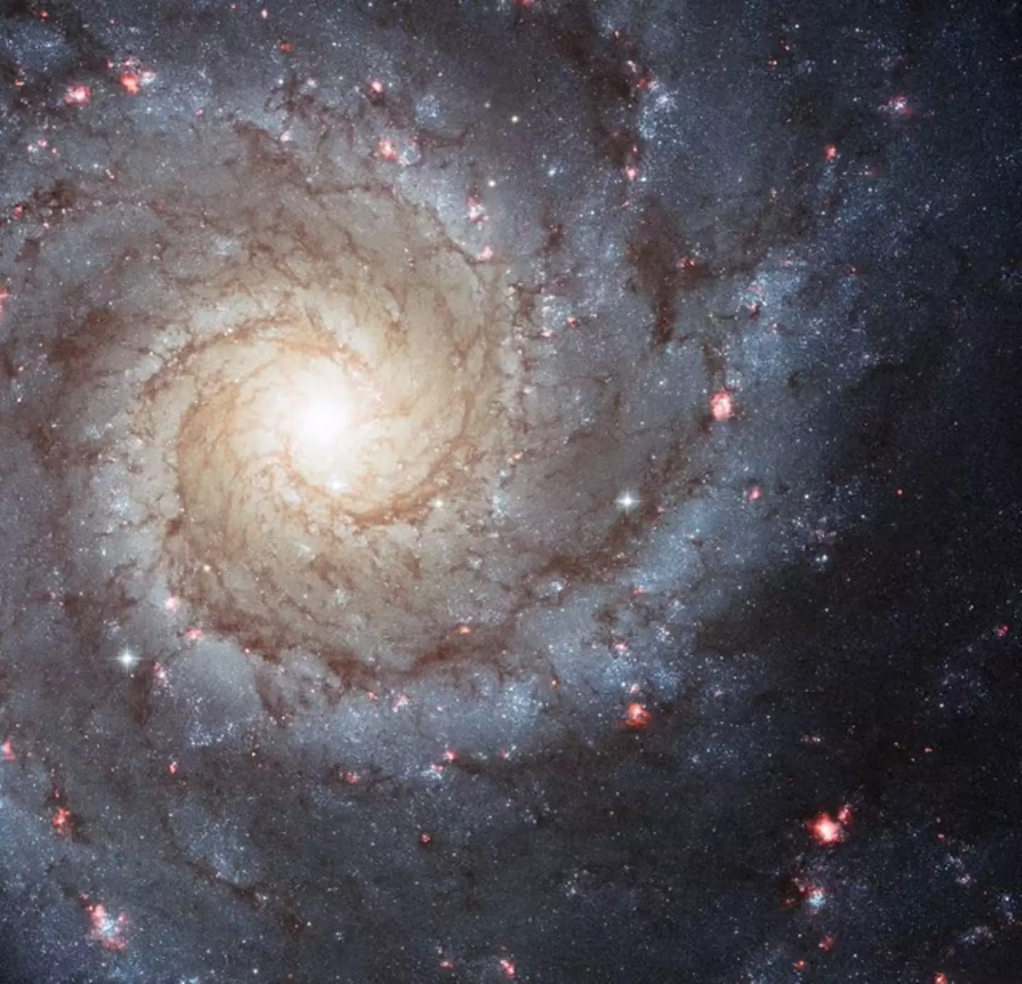 A Hubble Space Telescope image of the spiral galaxy NGC 628.