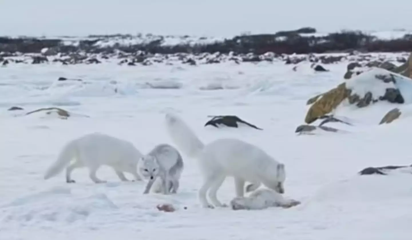 The animals turned to cannibalism as a last resort. (BBC)