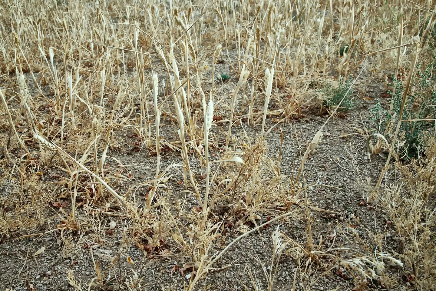 What's after the drought? According to the mystic locusts and famine.