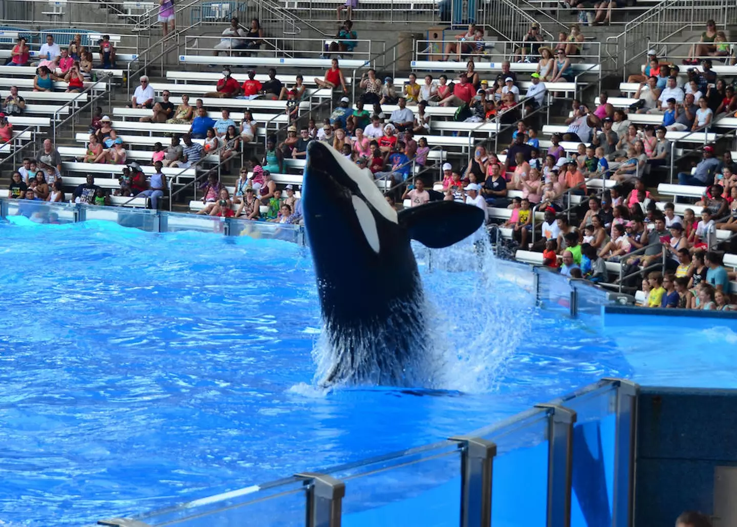 Keeping orcas in captivity has long been criticised by animal rights groups.