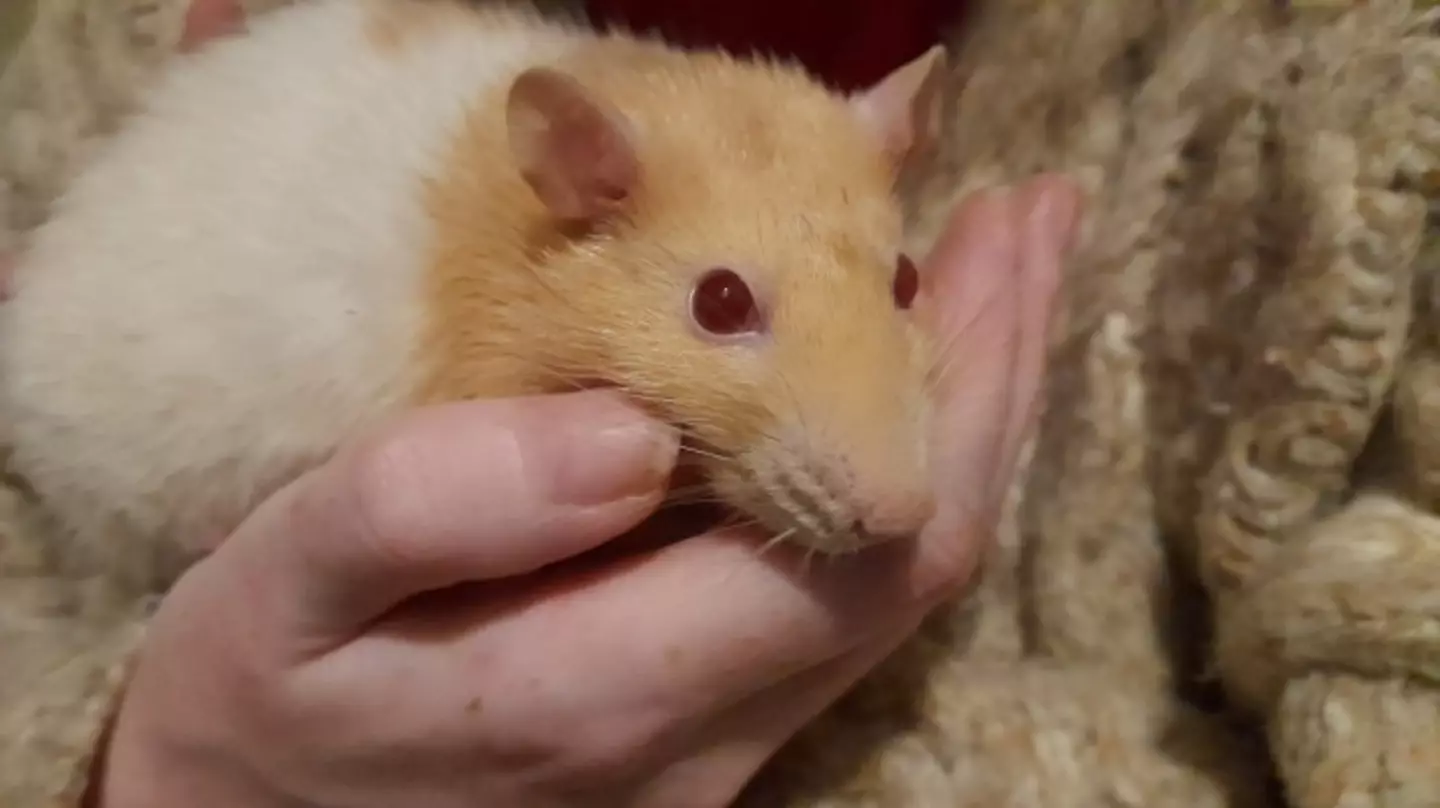 Ruby died a few months later.