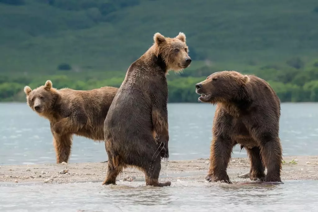 Bears in Siberia are known to be aggressive (Igor Ivanko /Anadolu Agency/Getty Images)