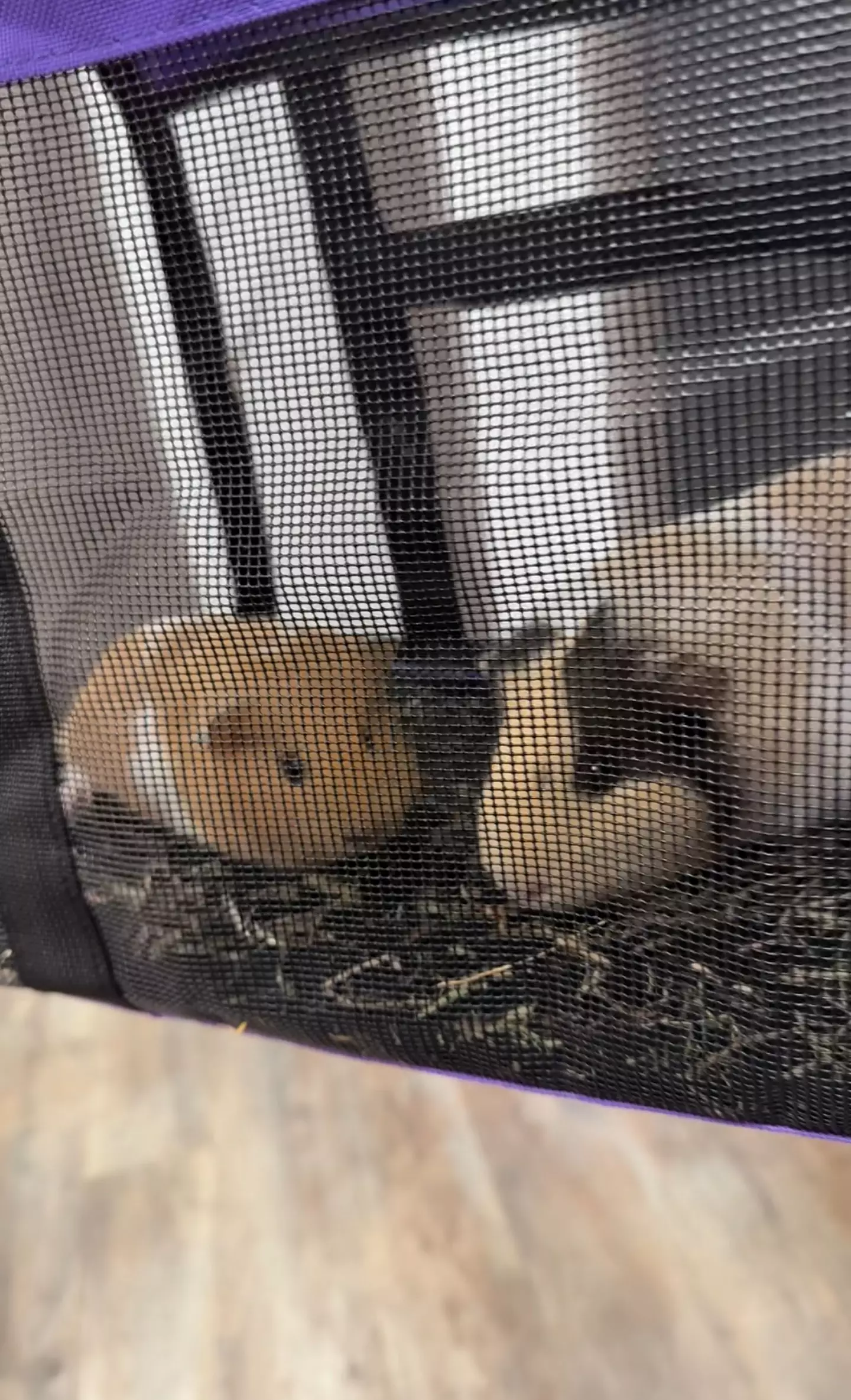 When Lauren May adopted guinea pig An, she had no idea the animal was pregnant (Kennedy News and Media)