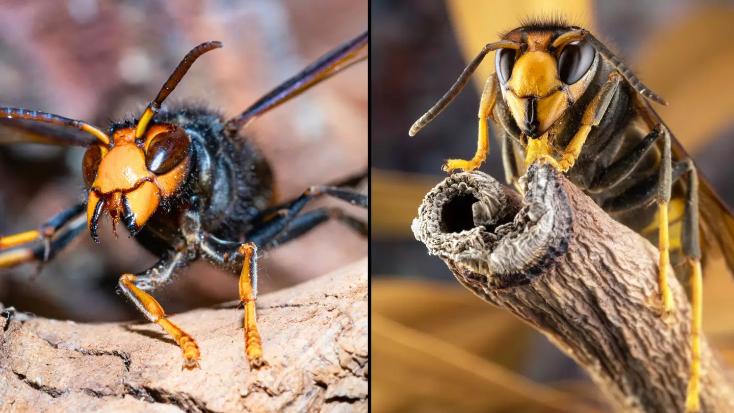 How to spot Asian hornet after Brit thought he caught huge creature in garden but let it go