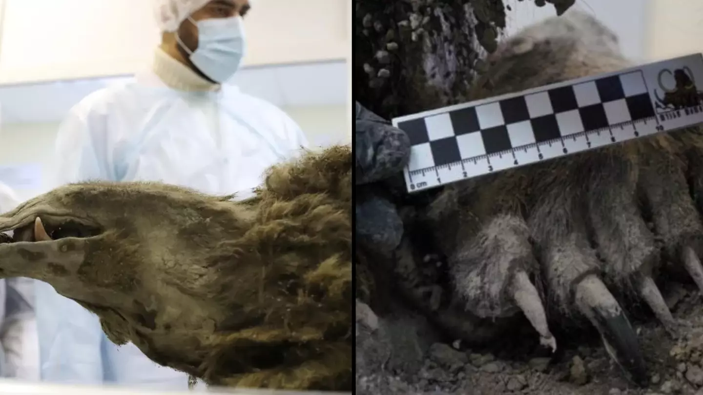 Scientists can still see last meal of fully-preserved 3,500-year-old bear discovered in permafrost