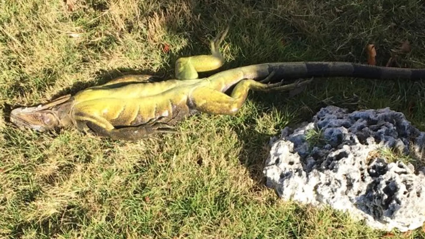 Weather Warning Issued For Iguanas Falling From The Sky