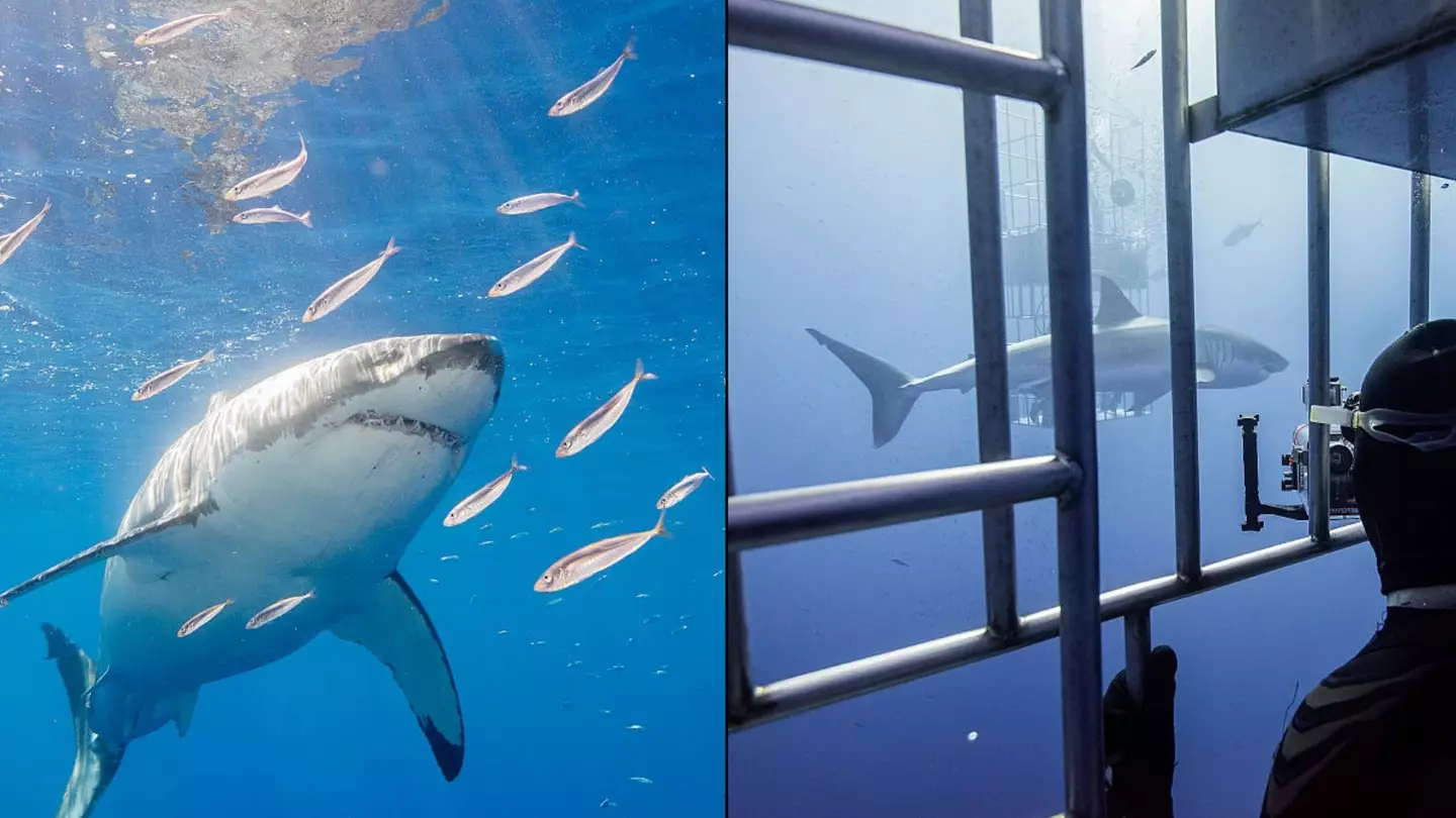 Scientists studying the ocean discover ‘white shark cafe’ spot which still can’t be explained