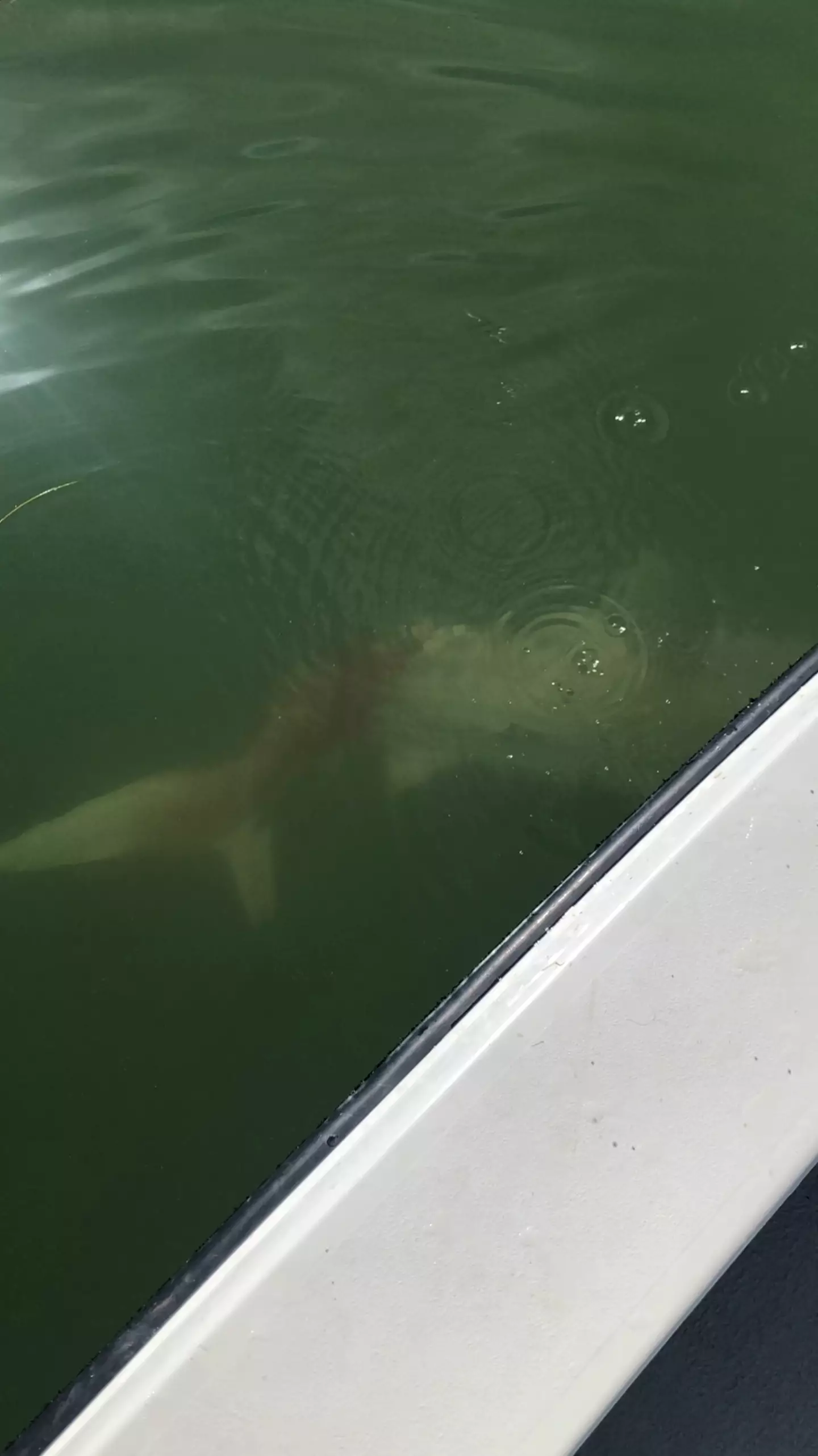 Dave hopes it managed to swim off to safety and survive the horrifying ordeal.