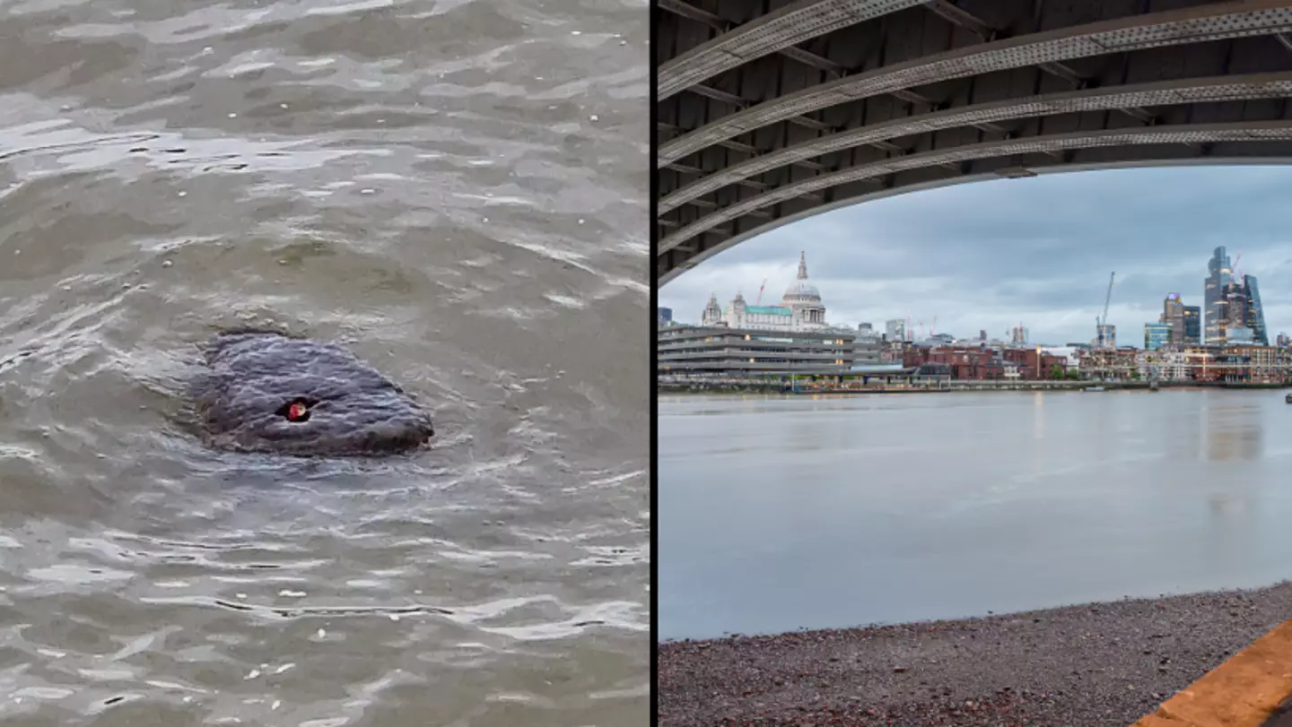 Mystery of the 'Loch Thames monster' as man spots 'Godzilla' in London river