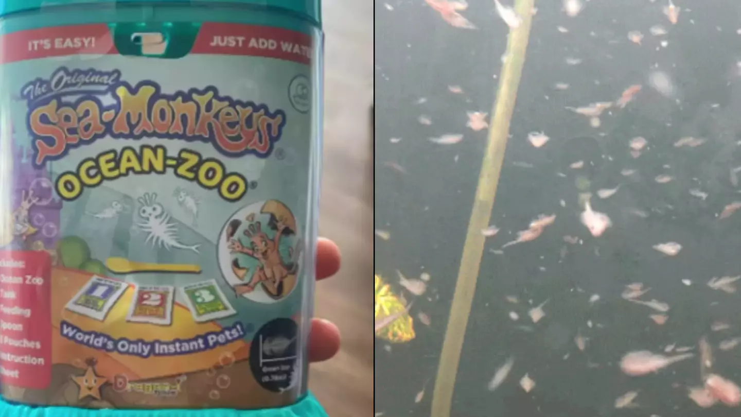 Man who created the world's largest Sea Monkey colony explains how he did it