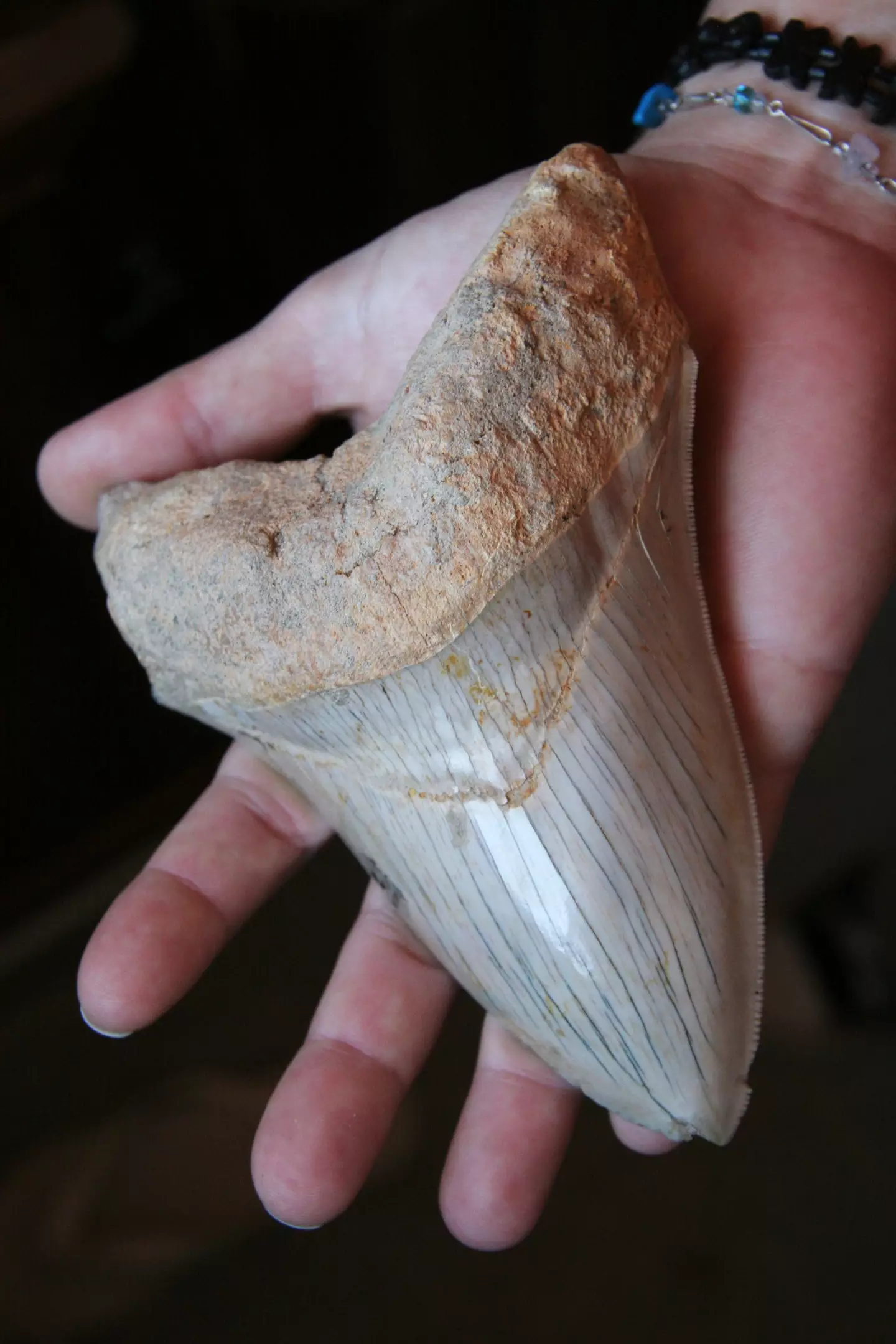 Megalodons had teeth as big as human hands.