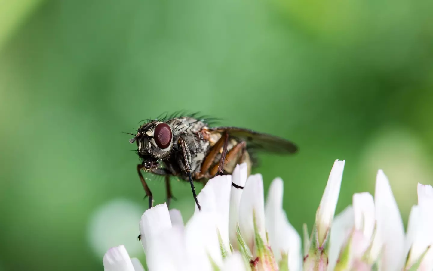 You may not have given much thought to how flies eat.