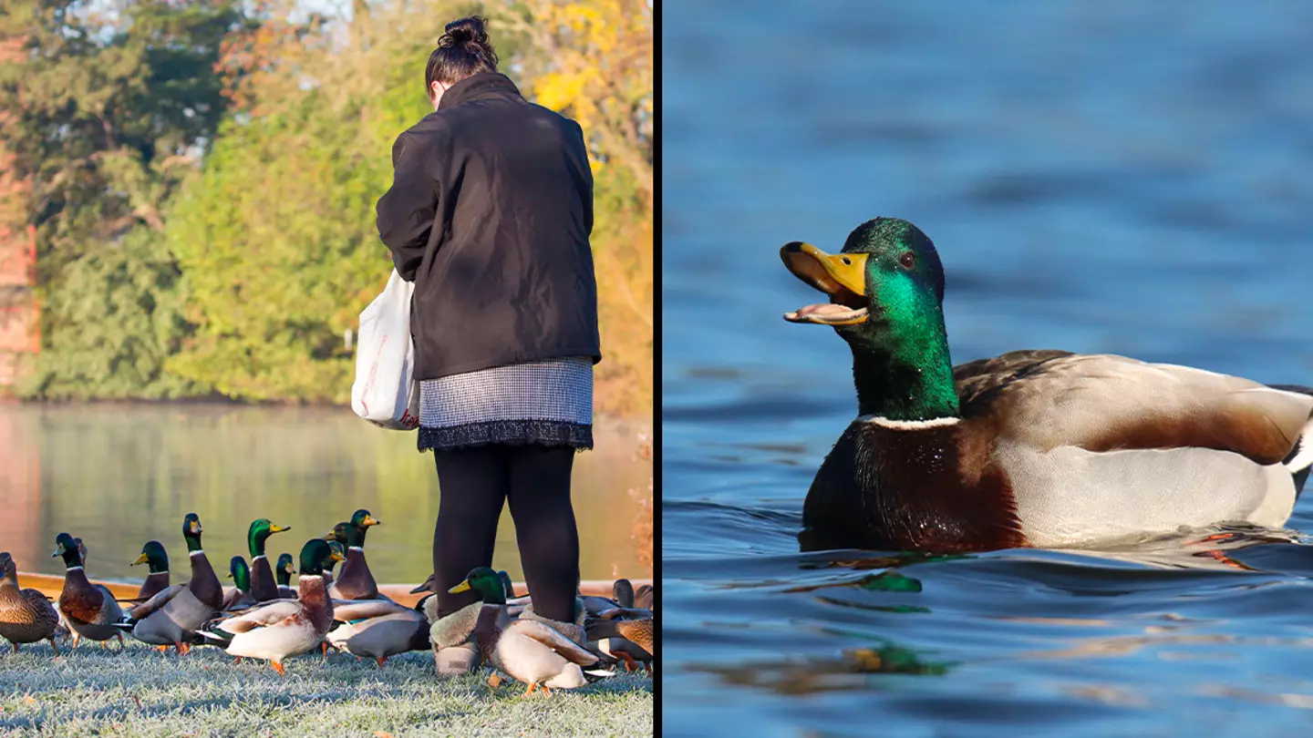 Grandmother fined for feeding ducks as she walked along river