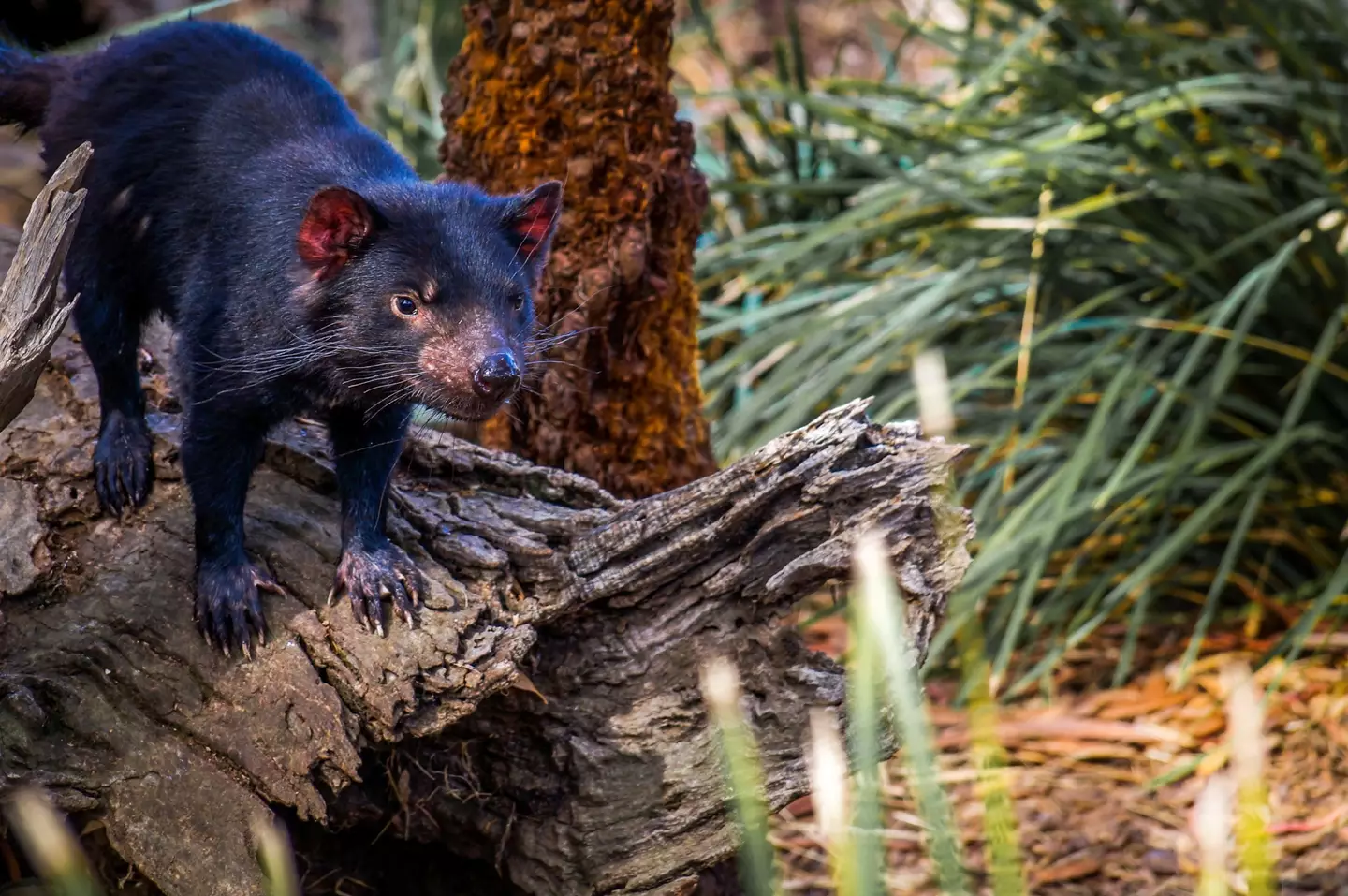 Tasmanian devils aren't known for entering people's houses.