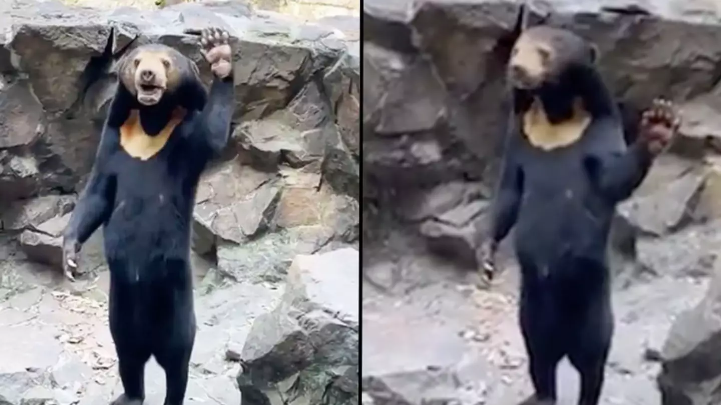 ‘Man in bear costume’ divides further opinion after waving to visitors