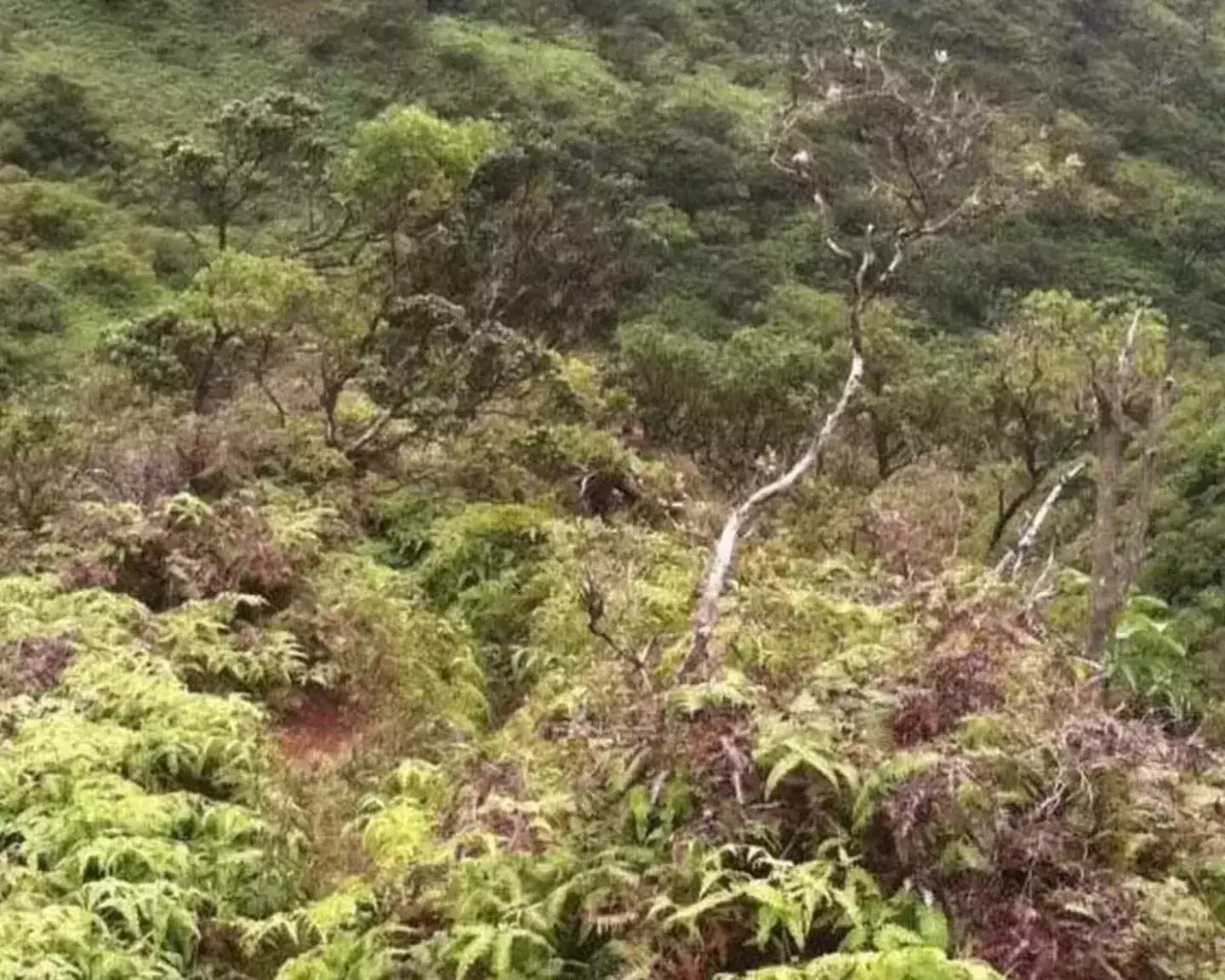 A mystery figure was spotted in one of the last photos he sent (Crime Stoppers Honolulu)