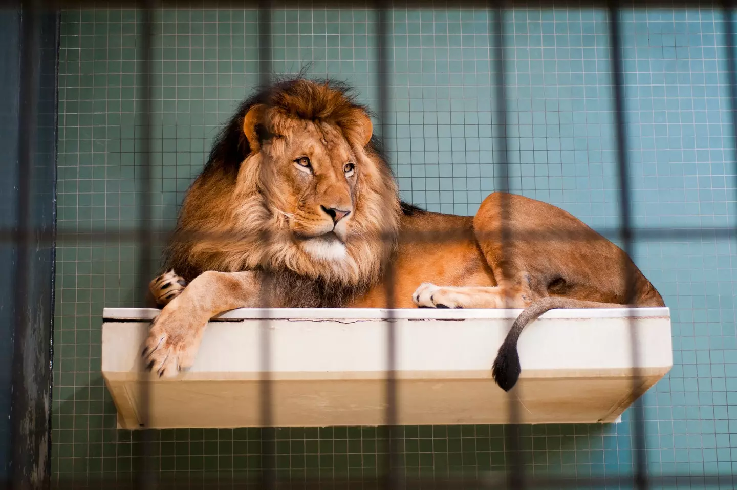 The London Zoo previously said they wouldn't fulfil Gervais' 'dying wish' to be fed to the lions (Getty Stock Images)