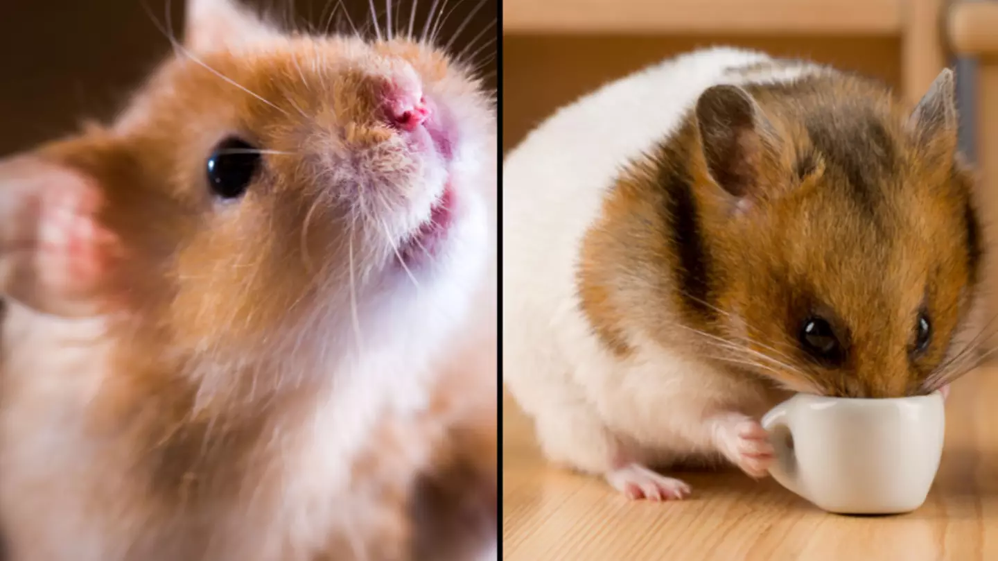 Scientists Shocked After Their Gene-Editing Experiment Turns Hamster Hyper Aggressive